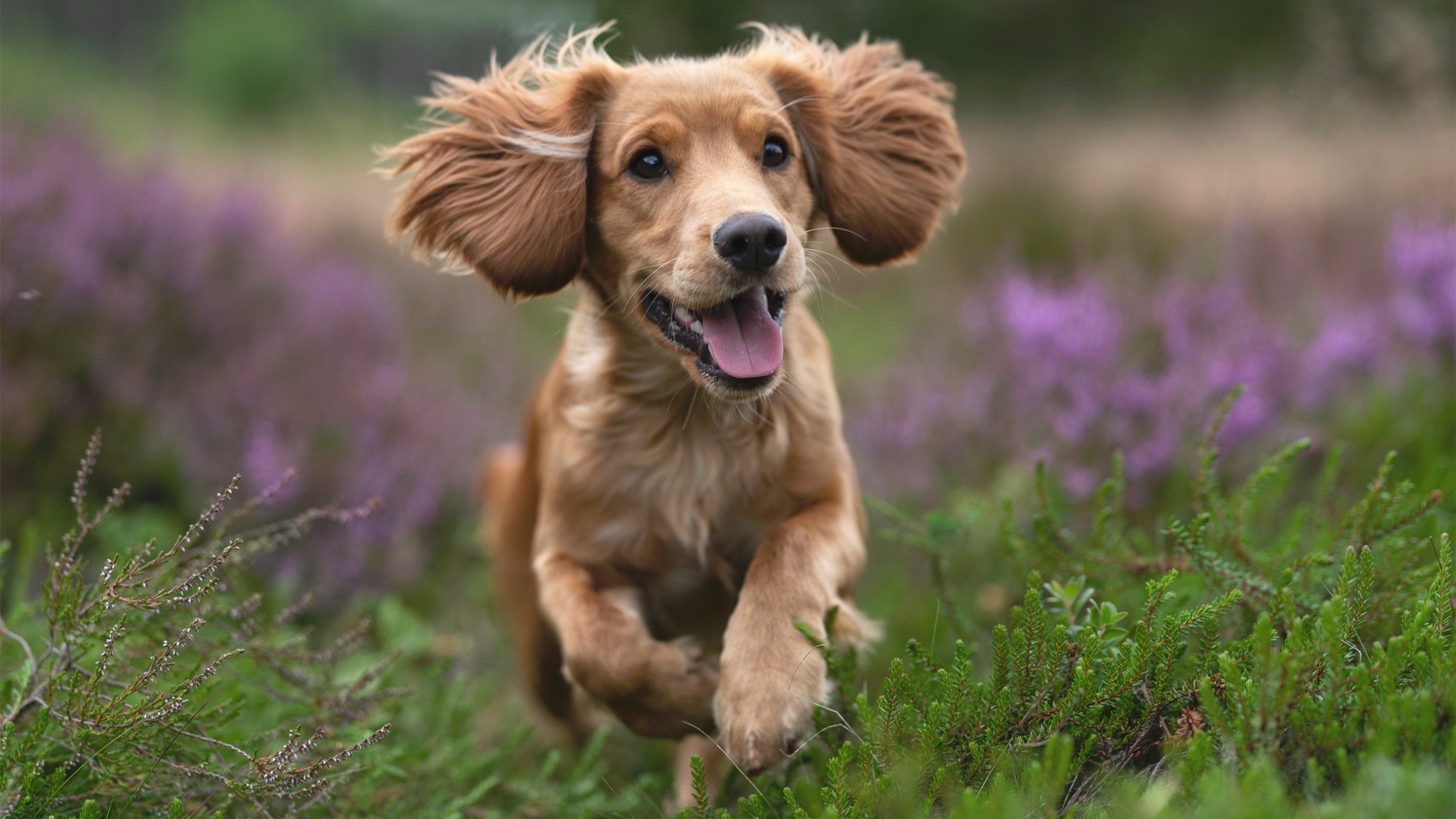 Kaiyun官方登录入口-“西甲明星连续爆发，带队不断迎难而上”，西甲联赛球星