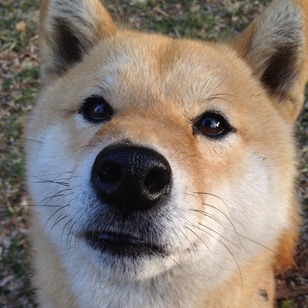 kaiyun体育app-史上最“疯狂”的盖帽集，谁的防守最炸裂？，精彩盖帽集锦